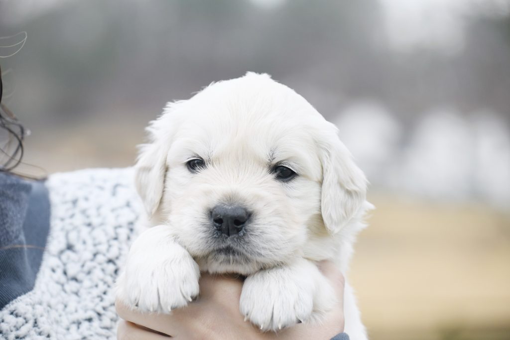 Tara's 4 Week Old Puppies - Mr. Blue