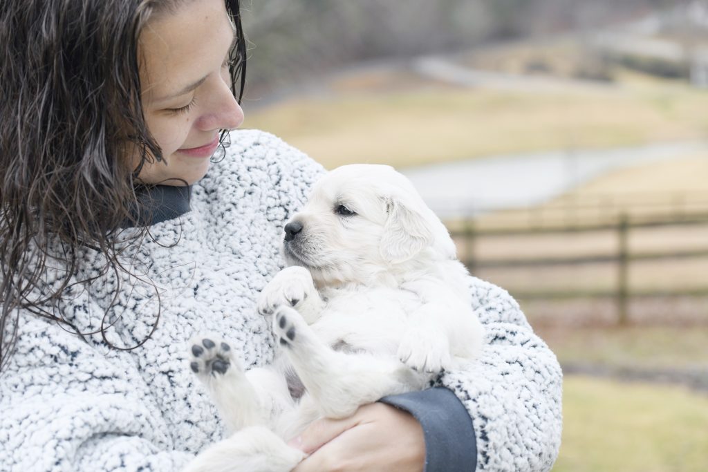 Tara's 4 Week Old Puppies - Mr. Blue