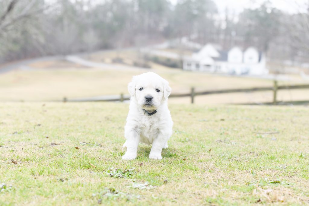 Tara's 4 Week Old Puppies - Mr. Blue
