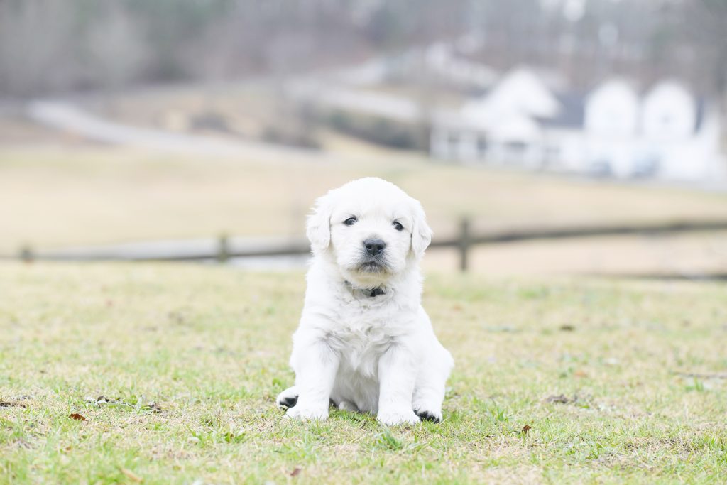 Tara's 4 Week Old Puppies - Mr. Blue