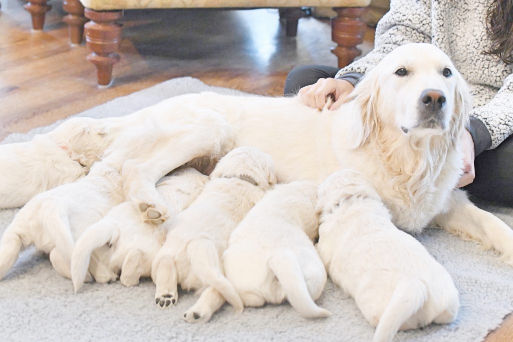Tara's 4 Week Old Puppies