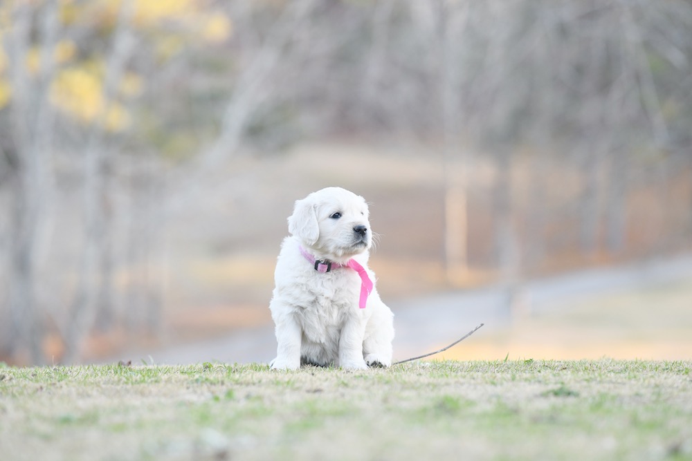 Tara's Miss. Pink
