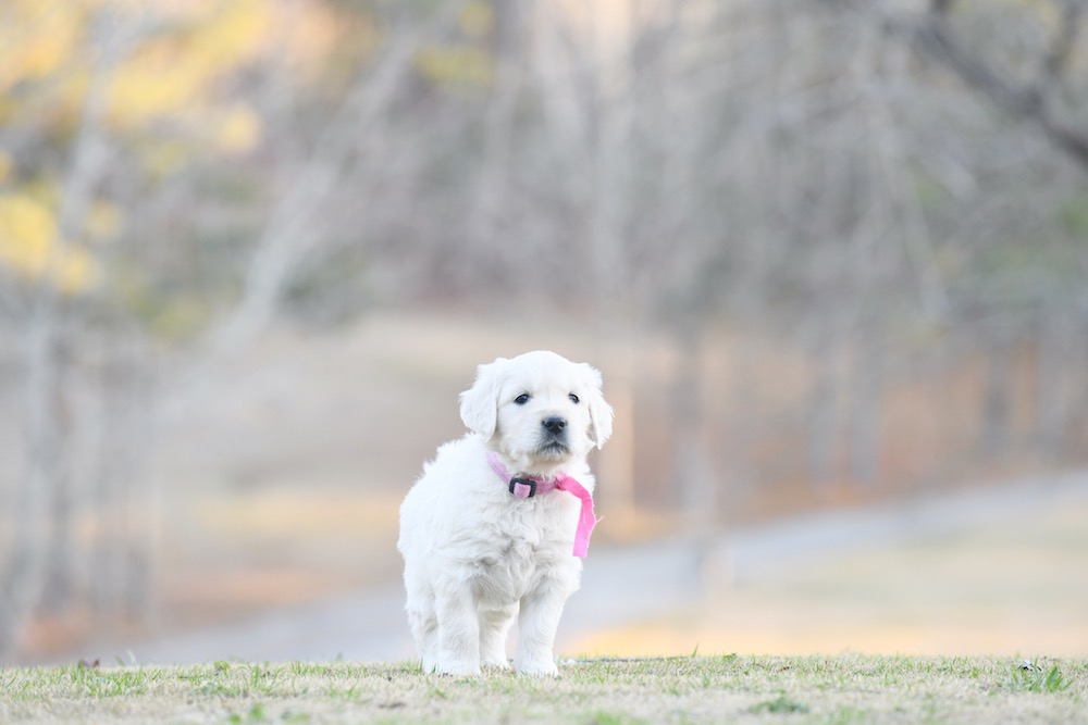 Tara's Miss. Pink