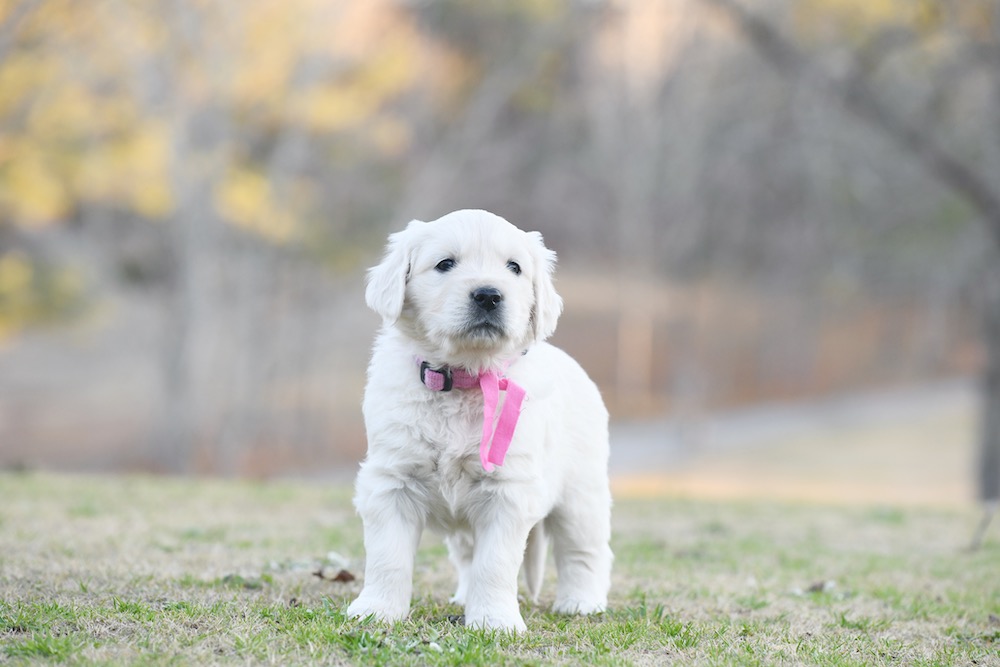 Tara's Miss. Pink
