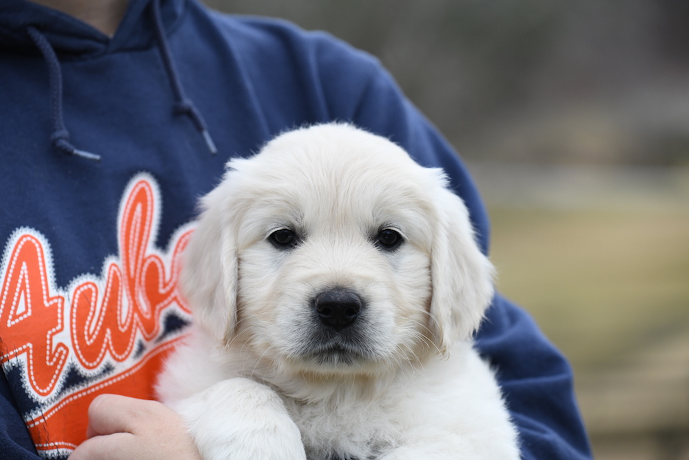 Tara's 6 1/2 week old puppies - Miss Pink