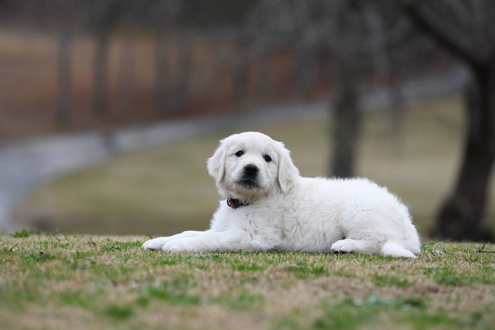 Tara's 6 1/2 week old puppies - Miss Pink