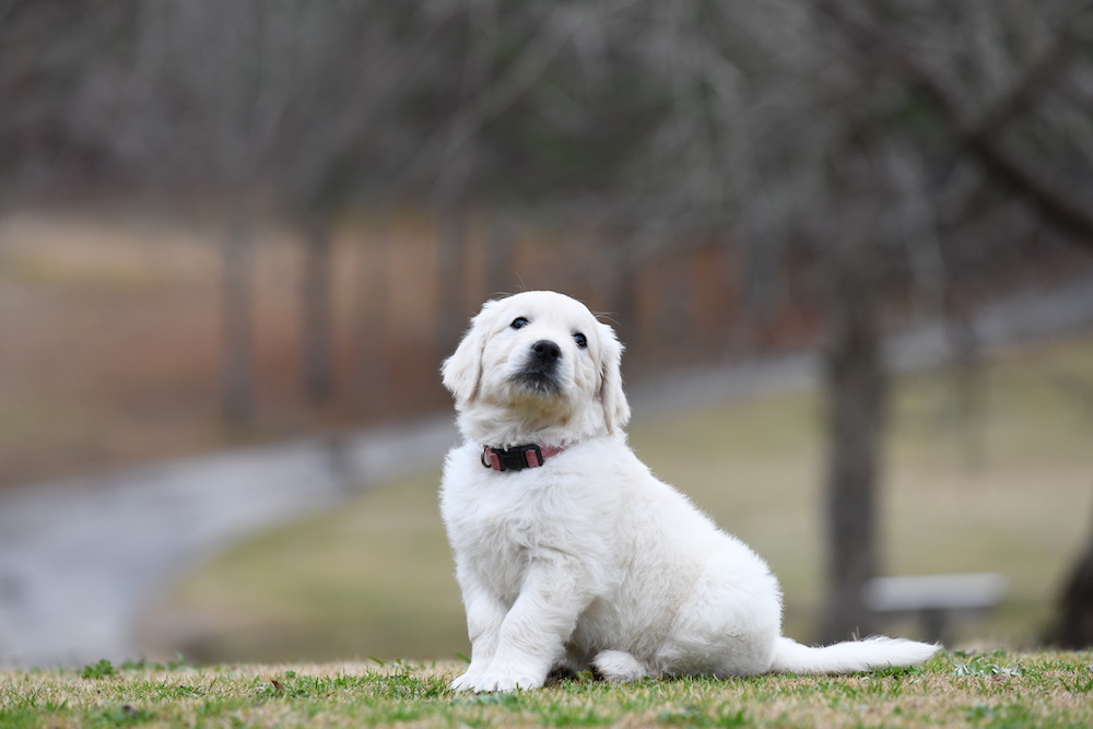 Tara's 6 1/2 week old puppies - Miss Pink