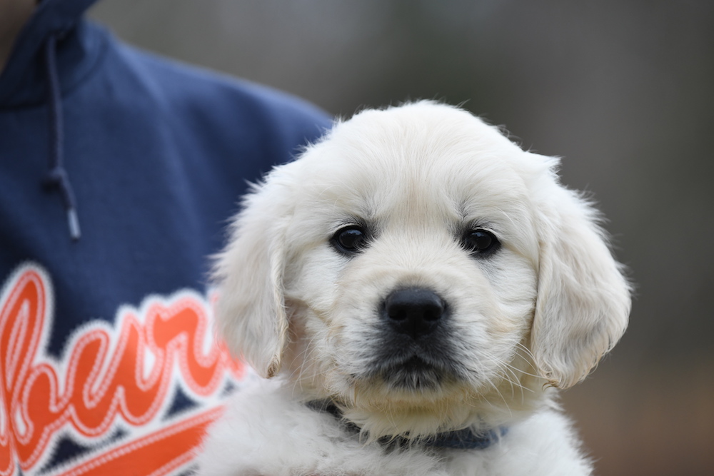 Tara's 6 1/2 Week Old Puppies - Mr. Blue