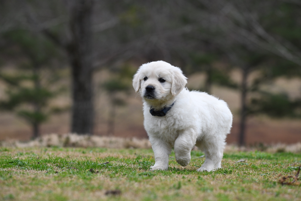Tara's 6 1/2 Week Old Puppies - Mr. Blue