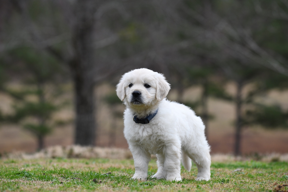Tara's 6 1/2 Week Old Puppies - Mr. Blue