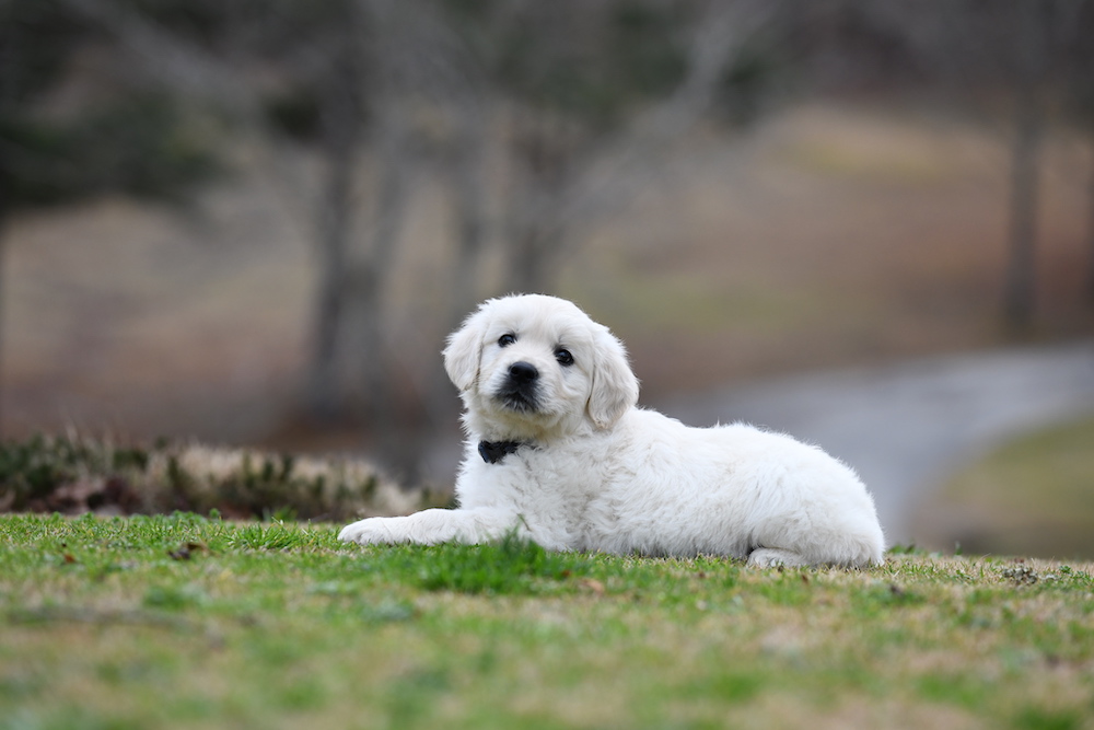 Tara's 6 1/2 Week Old Puppies - Mr. Blue