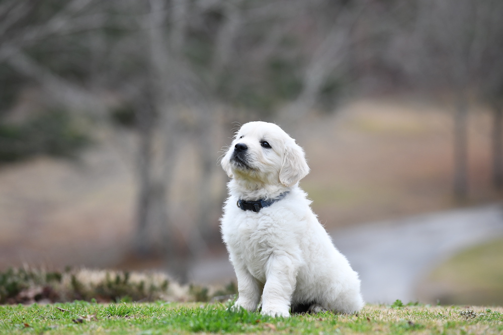 Tara's 6 1/2 Week Old Puppies - Mr. Blue