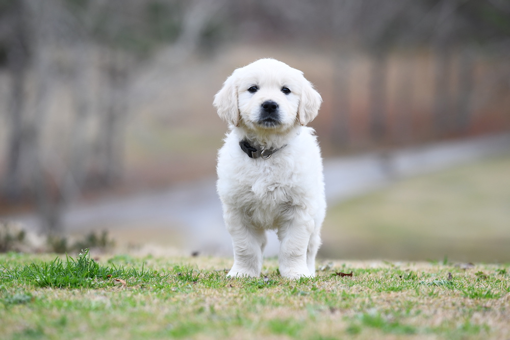 Tara's 6 1/2 Week Old Puppies - Mr. Gray