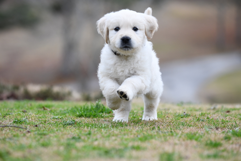 Tara's 6 1/2 Week Old Puppies - Mr. Gray