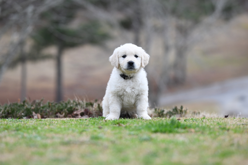 Tara's 6 1/2 Week Old Puppies - Mr. Gray