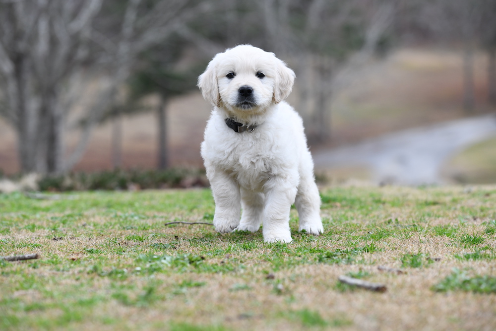 Tara's 6 1/2 Week Old Puppies - Mr. Gray