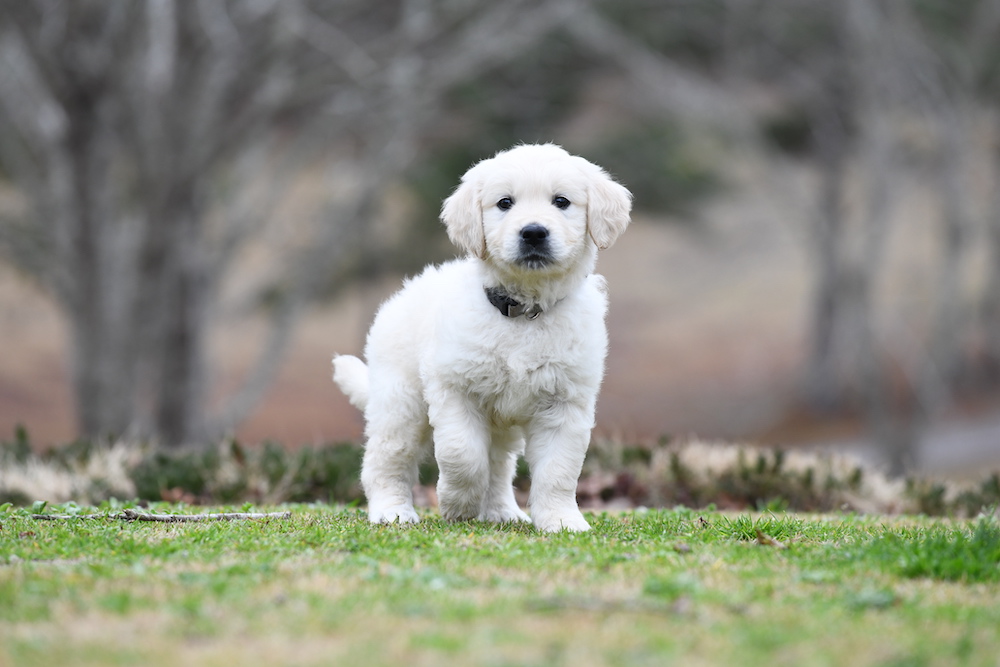 Tara's 6 1/2 Week Old Puppies - Mr. Gray