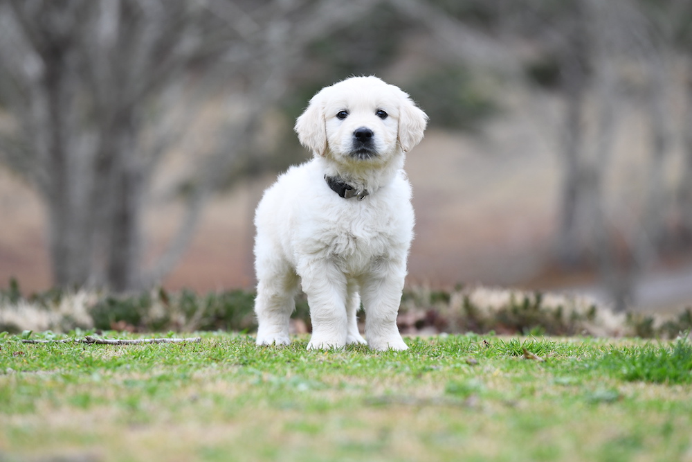 Tara's 6 1/2 Week Old Puppies - Mr. Gray