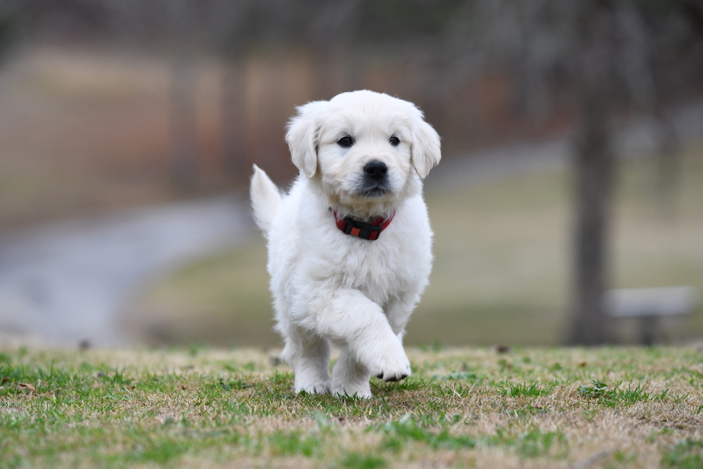 Tara's 6 1/2 Week Old Puppies - Mr. Red