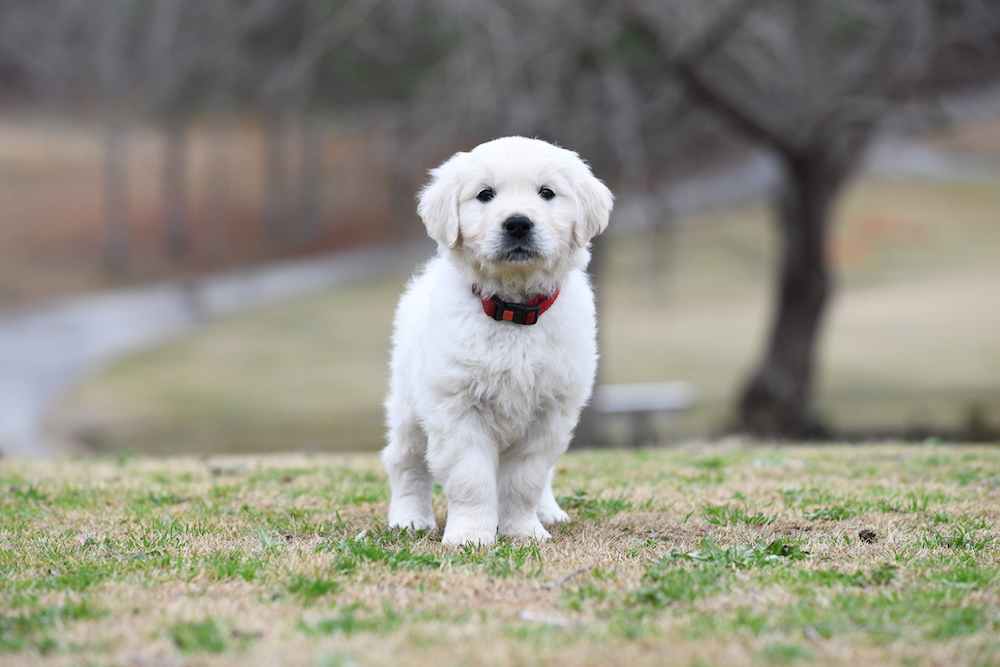 Tara's 6 1/2 Week Old Puppies - Mr. Red