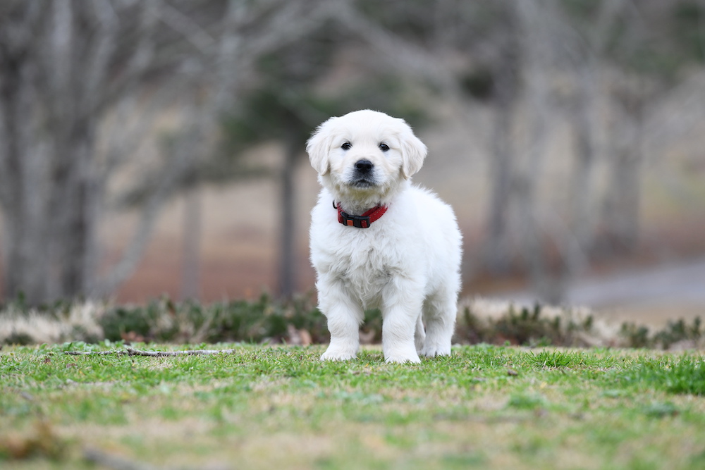 Tara's 6 1/2 Week Old Puppies - Mr. Red
