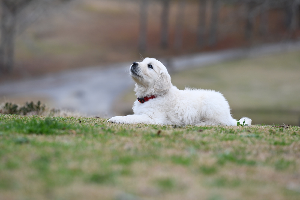 Tara's 6 1/2 Week Old Puppies - Mr. Red