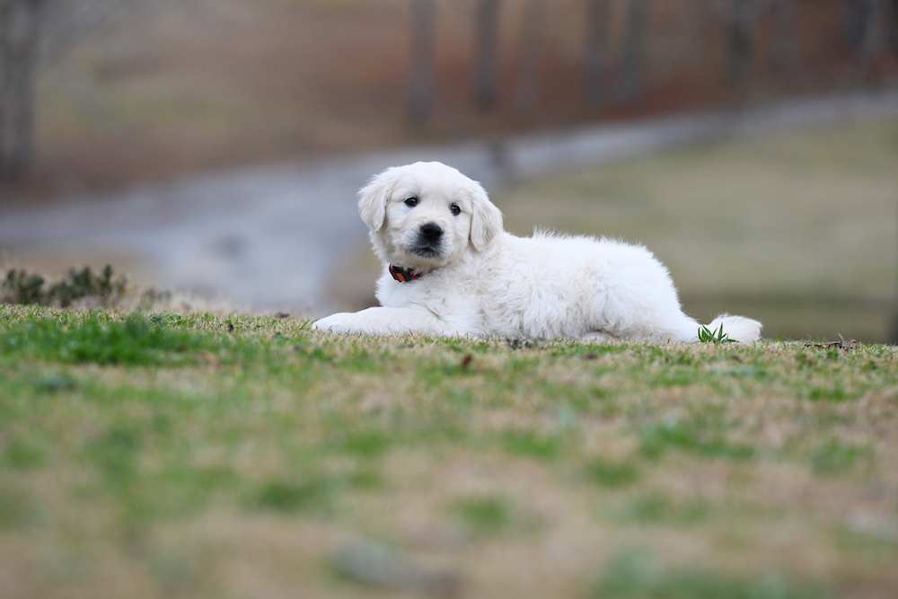 Tara's 6 1/2 Week Old Puppies - Mr. Red