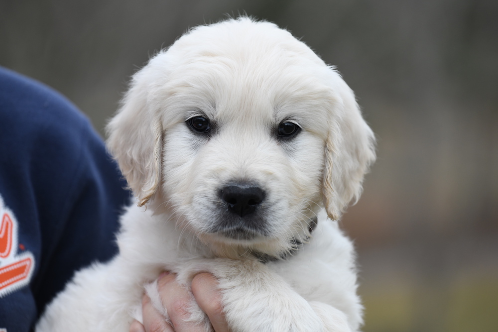 Tara's 6 1/2 Week Old Puppies - Mr. Brown