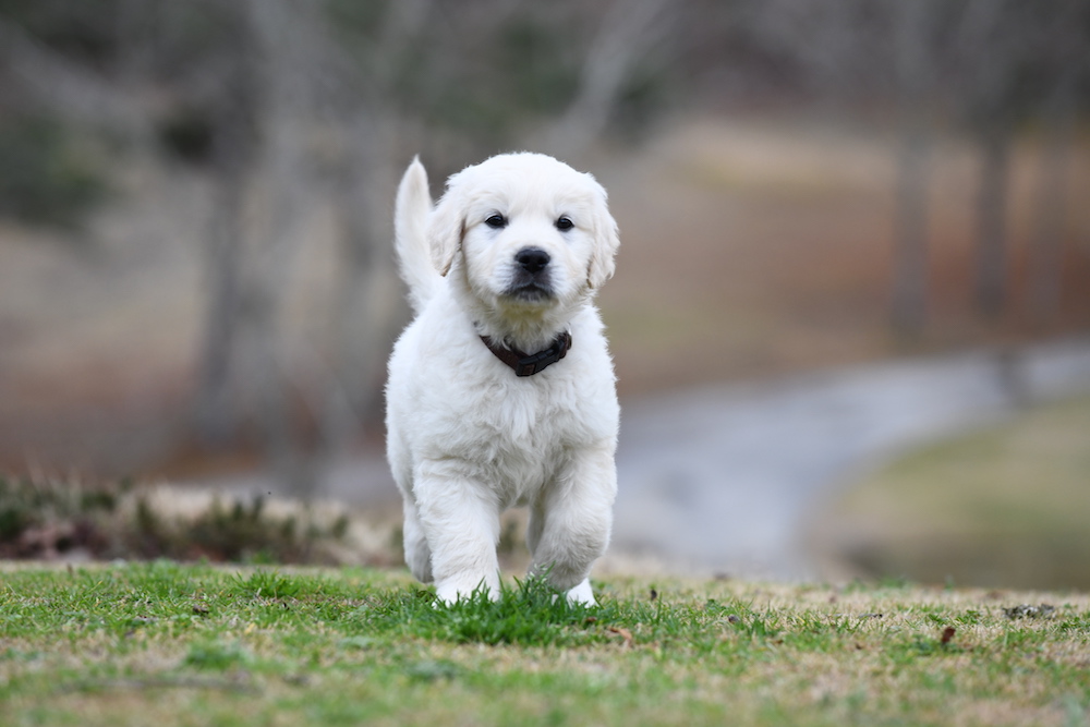 Tara's 6 1/2 Week Old Puppies - Mr. Brown