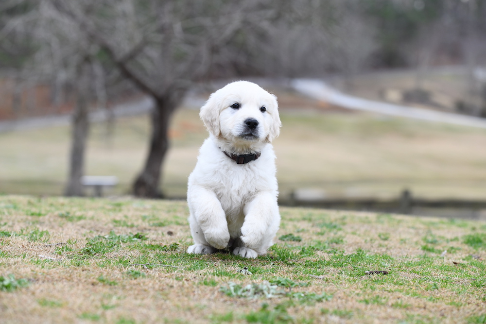 Tara's 6 1/2 Week Old Puppies - Mr. Brown