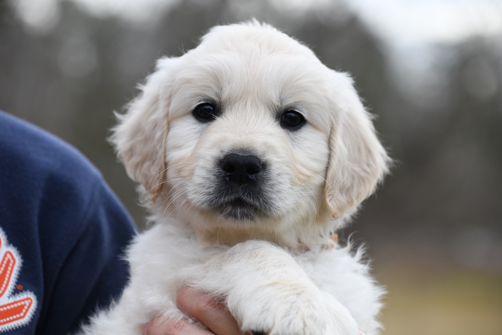 Tara's 6 1/2 Week Old Puppies - Mr. Orange