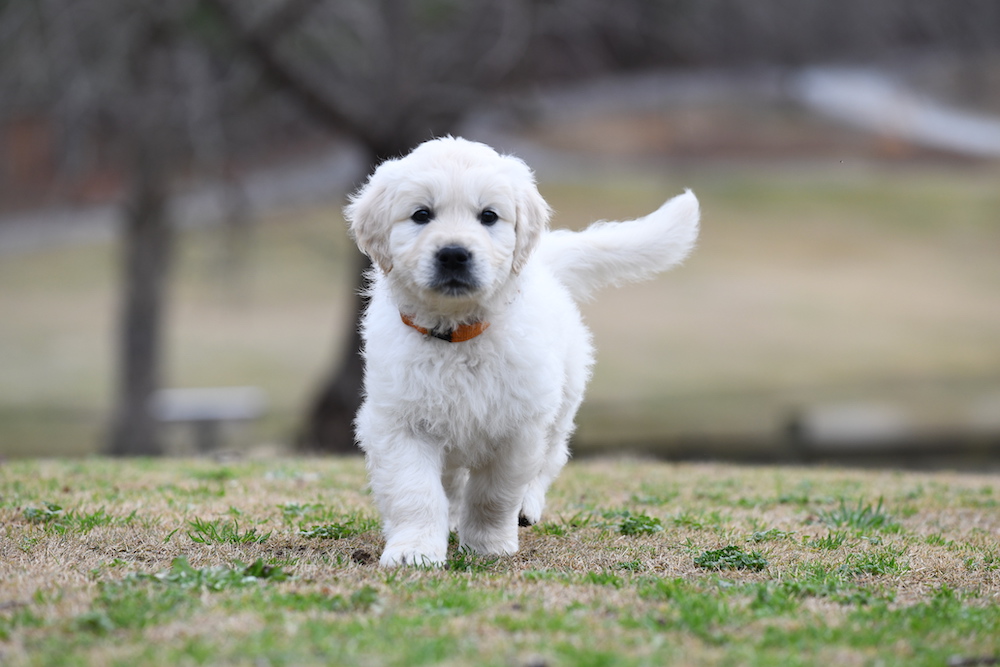 Tara's 6 1/2 Week Old Puppies - Mr. Orange