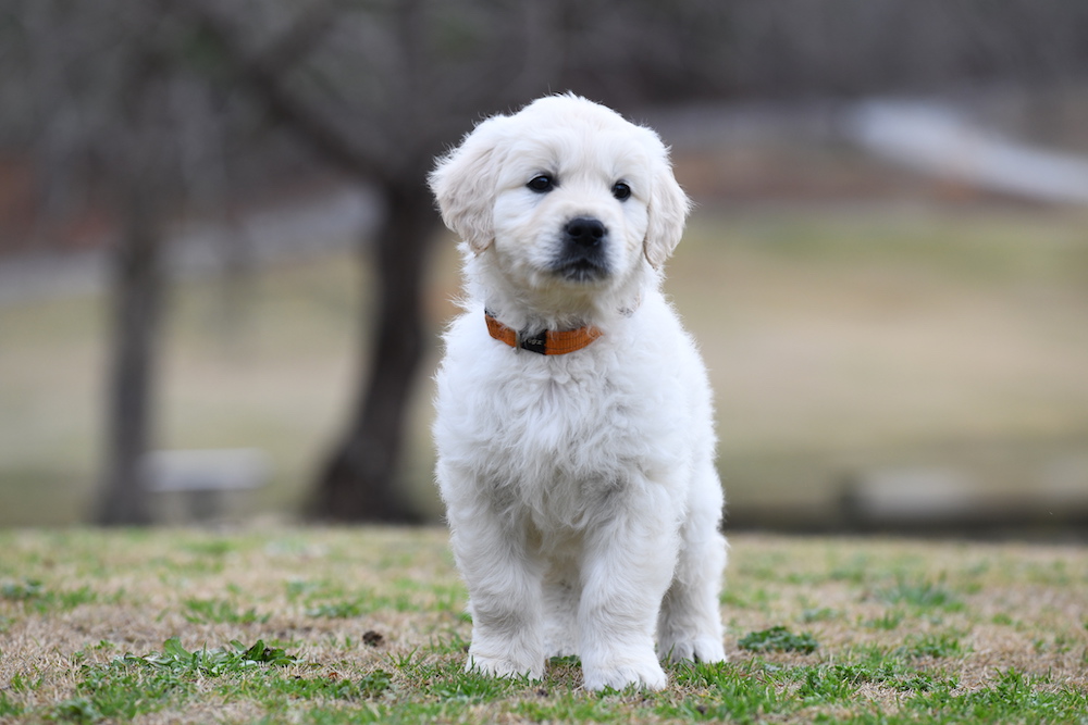 Tara's 6 1/2 Week Old Puppies - Mr. Orange