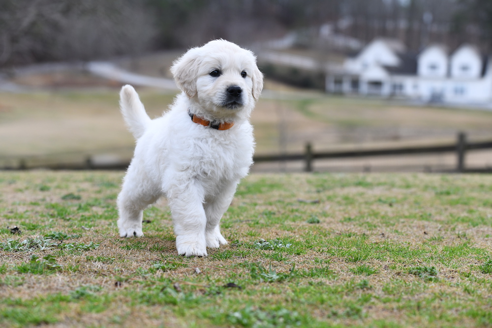 Tara's 6 1/2 Week Old Puppies - Mr. Orange