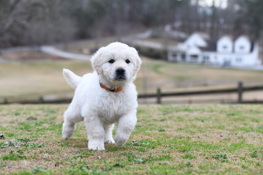 Tara's 6 1/2 Week Old Puppies - Mr. Orange