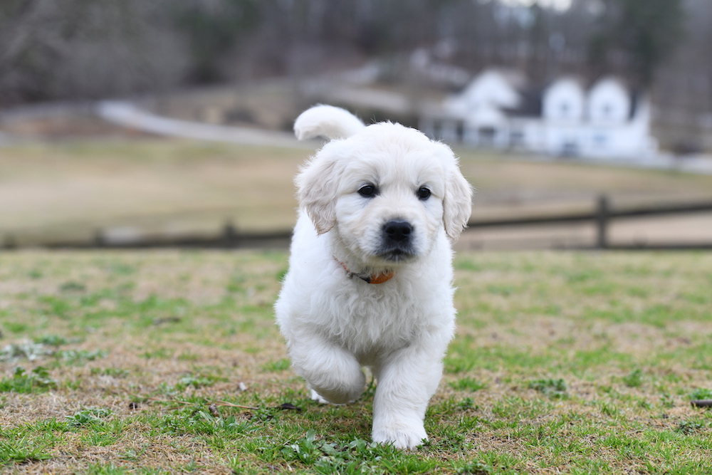 Tara's 6 1/2 Week Old Puppies - Mr. Orange
