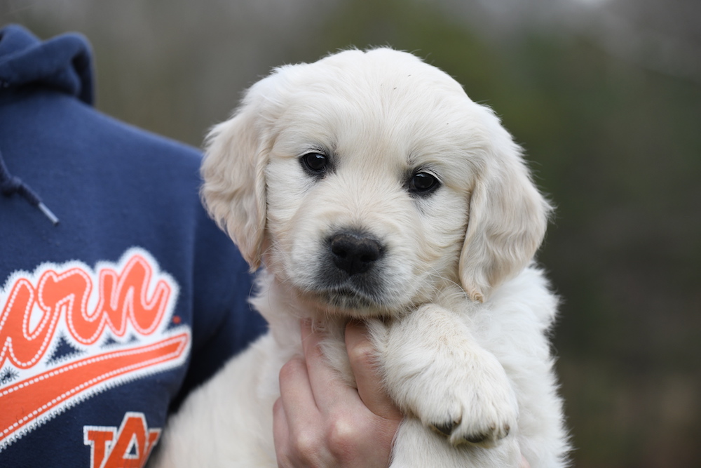 Tara's 6 1/2 Week Old Puppies - Mr. Gray