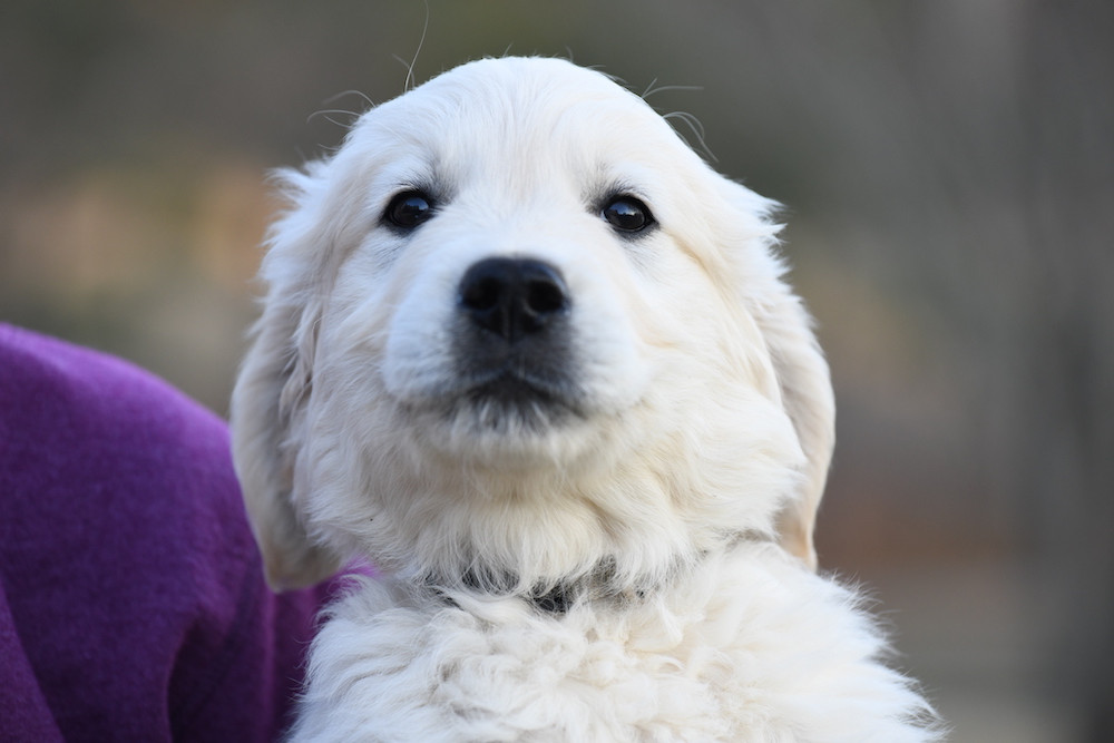 Tara's 8 Week 6 Day Old Puppies - Mr. Grey