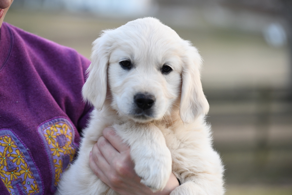 Tara's 8 Week 6 Day Old Puppies - Miss Pink