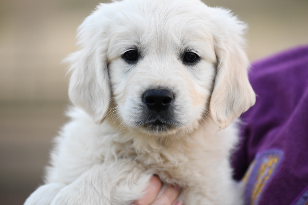 English Cream Golden Retriever Puppies for Sale