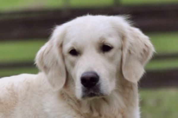 English Golden Retriever Puppies - Summer Brook English Goldens