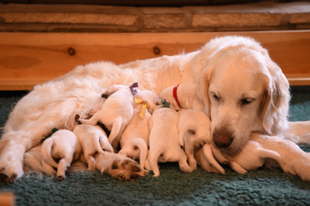 Eva's 1 Week Old Puppies
