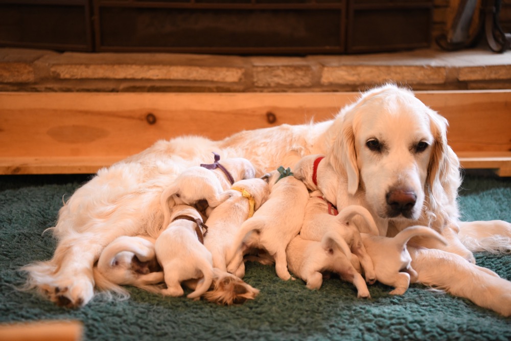 Eva's 1 Week Old Puppies