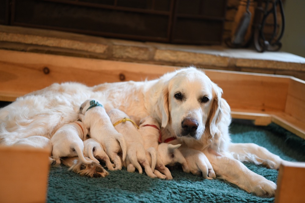 Eva's 1 Week Old Puppies