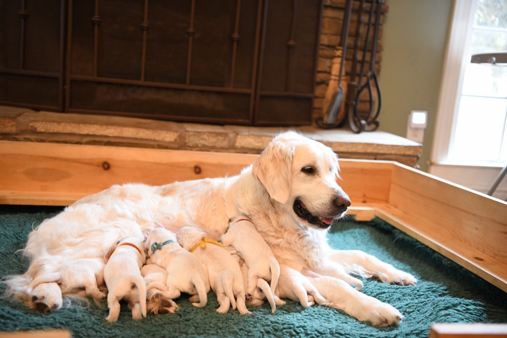 Eva's 1 Week Old Puppies