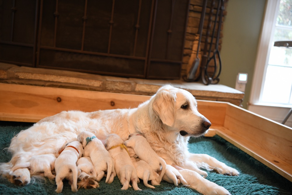 Eva's 1 Week Old Puppies
