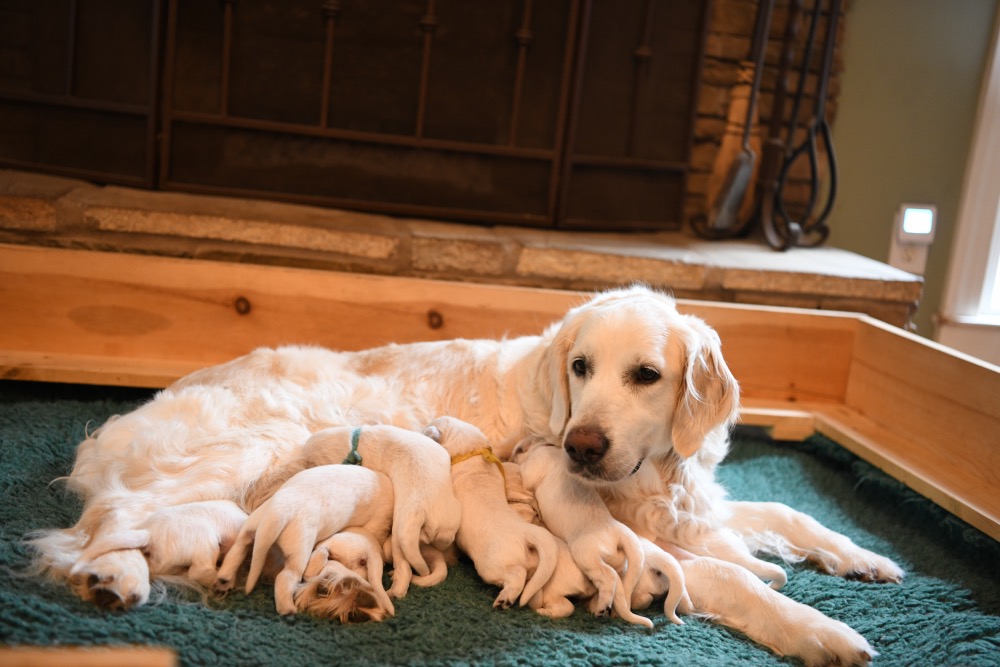 Eva's 1 Week Old Puppies