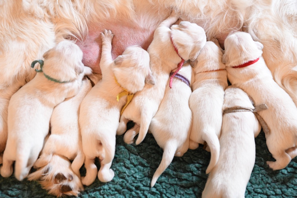 Eva's 1 Week Old Puppies