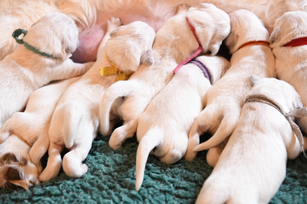 Eva's 1 Week Old Puppies