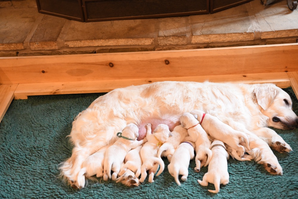 Eva's 1 Week Old Puppies
